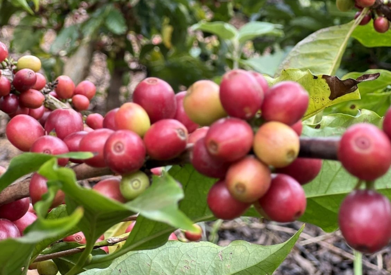 Coffee exports hit record high of $8.4 bln